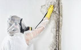 Best Emergency Mold Remediation  in Quanah, TX